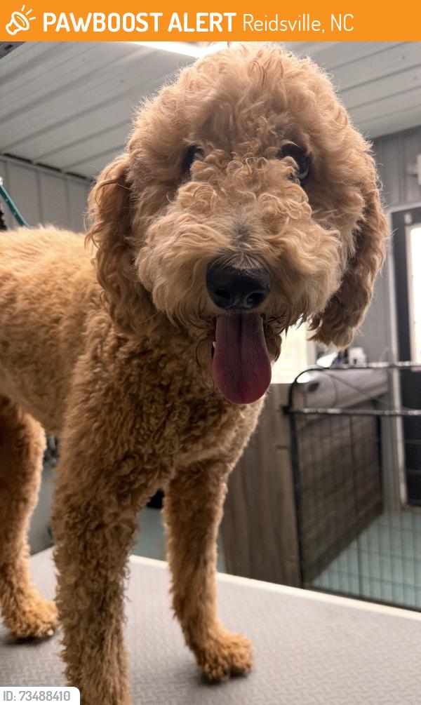Found/Stray Female Dog last seen My Carmel Church Rd/ Oregon Hill Rd, Reidsville, NC 27320
