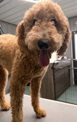 Found/Stray Female Dog last seen My Carmel Church Rd/ Oregon Hill Rd, Reidsville, NC 27320