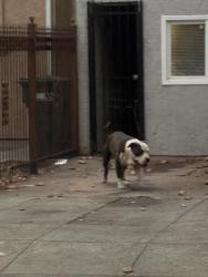 Reunited Unknown Dog last seen Helen & 32nd St, Oakland, CA 94608