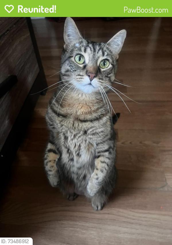Reunited Female Cat last seen View St, Aurora, IL 60506