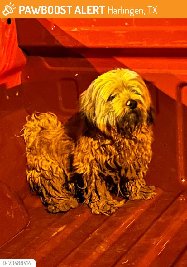 Found/Stray Unknown Dog last seen Walmart, Harlingen, TX 78550