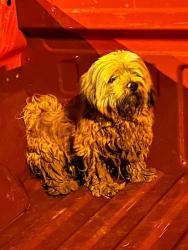 Found/Stray Unknown Dog last seen Walmart, Harlingen, TX 78550