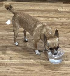 Reunited Male Dog last seen 6th & Moline, Aurora, CO 80010