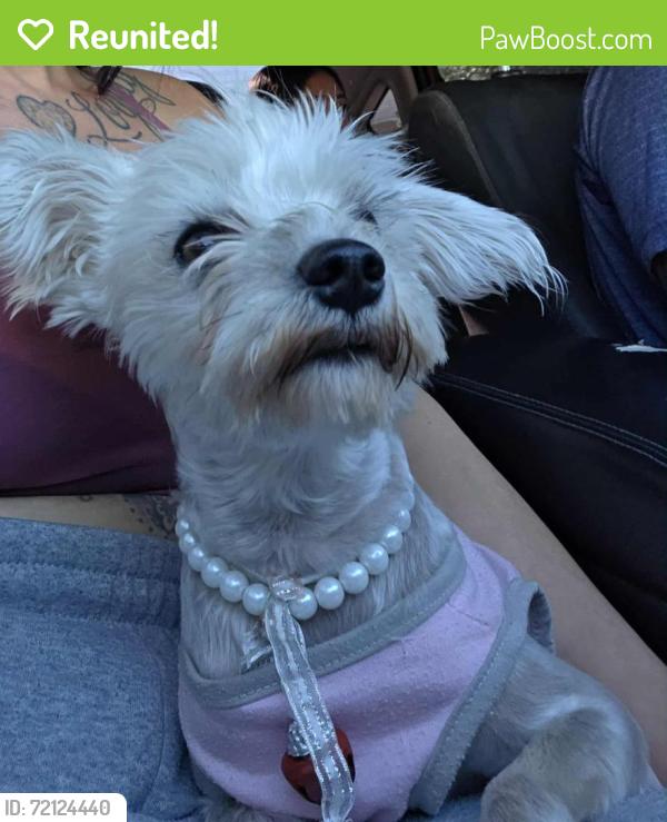 Reunited Female Dog last seen Cawston and Mustang way, Hemet, CA 92545