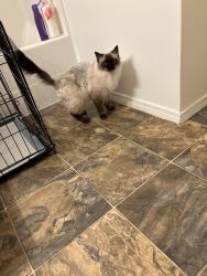 Found/Stray Female Cat last seen Forests creek apmts, Spokane, WA 99208