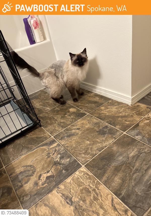 Found/Stray Female Cat last seen Forests creek apmts, Spokane, WA 99208
