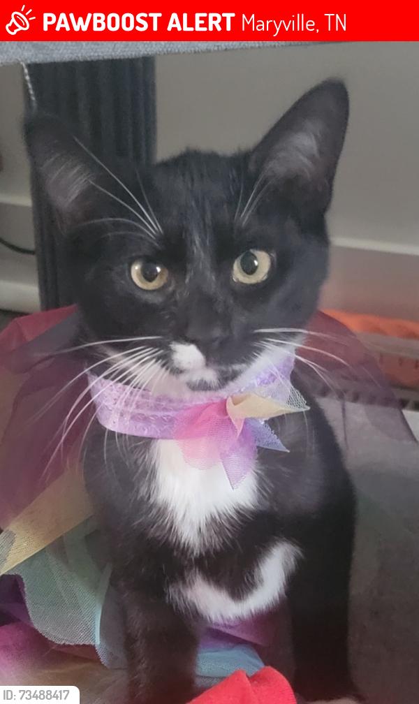 Lost Female Cat last seen Tapoco and Calderwood in Sunset View neighborhood., Maryville, TN 37801