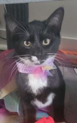 Lost Female Cat last seen Tapoco and Calderwood in Sunset View neighborhood., Maryville, TN 37801