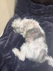 Reunited Male Dog last seen Raspberry ct in casselberry fl, Casselberry, FL 32707
