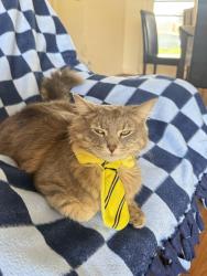 Reunited Male Cat last seen Yokine, Yokine, WA 6060