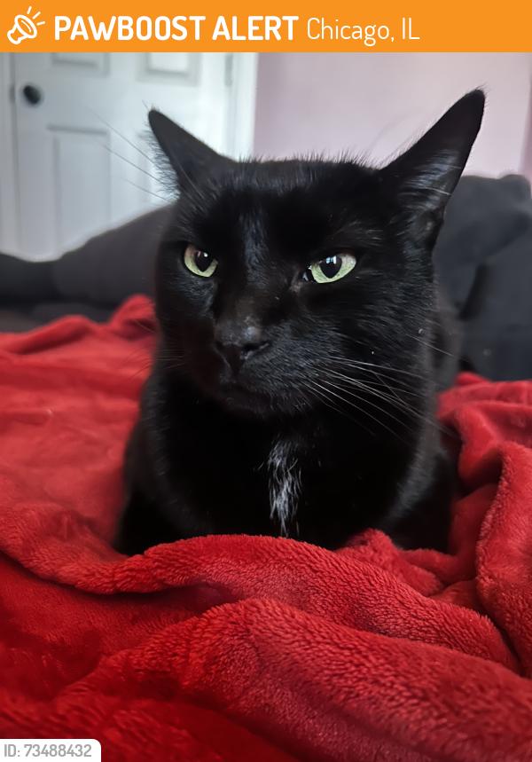 Found/Stray Unknown Cat last seen Columbus & kedzie ave, Chicago, IL 60652
