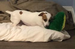 Lost Female Dog last seen apmt Napoleon Square, Houston, TX 77081