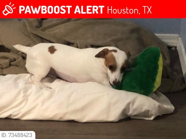 Lost Female Dog last seen apmt Napoleon Square, Houston, TX 77081
