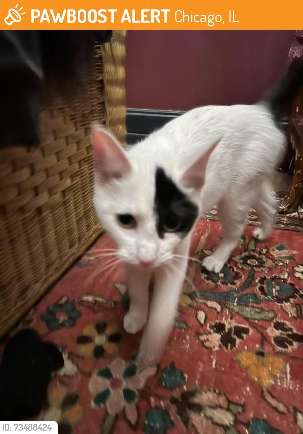 Found/Stray Female Cat last seen N. Stave and W. Atrill, Chicago, IL 60647