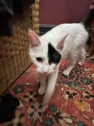 Found/Stray Female Cat last seen N. Stave and W. Atrill, Chicago, IL 60647