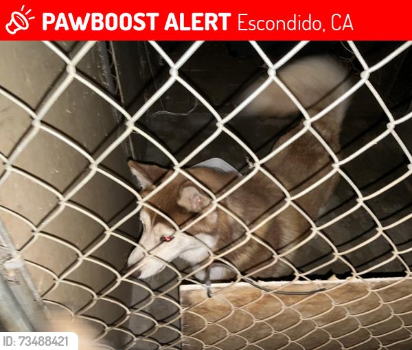 Lost Unknown Dog last seen Hamilton street, Escondido, CA 92029