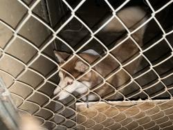 Lost Unknown Dog last seen Hamilton street, Escondido, CA 92029