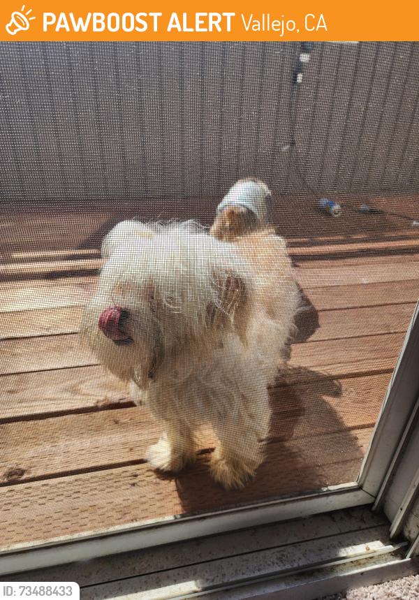 Found/Stray Female Dog last seen Tuolumne & Sereno, Vallejo, CA 94589