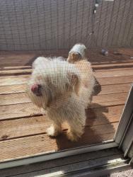 Found/Stray Female Dog last seen Tuolumne & Sereno, Vallejo, CA 94589