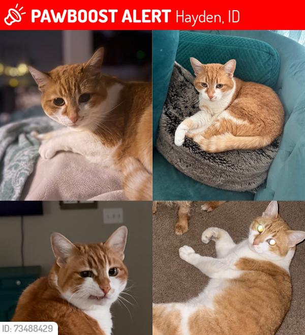 Lost Female Cat last seen Atlas or honeysuckle, Hayden, ID 83835