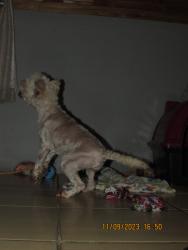 Lost Female Dog last seen Afonso Lourenço Mariante, Lomba do Pinheiro, RS 