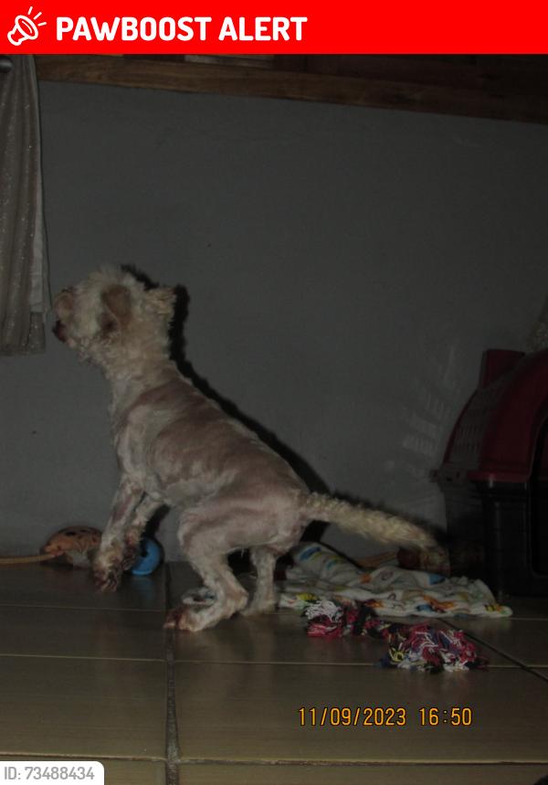 Lost Female Dog last seen Afonso Lourenço Mariante, Lomba do Pinheiro, RS 