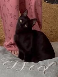 Lost Female Cat last seen Pennsylvania Ave in Deland, DeLand, FL 32720