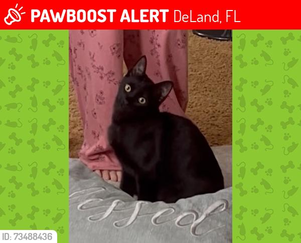 Lost Female Cat last seen Pennsylvania Ave in Deland, DeLand, FL 32720