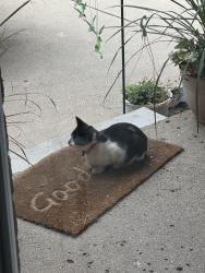 Found/Stray Unknown Cat last seen Berg Rd and 8 mile rd, Detroit, MI 48219