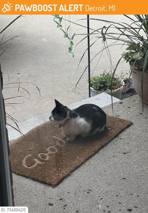 Found/Stray Unknown Cat last seen Berg Rd and 8 mile rd, Detroit, MI 48219