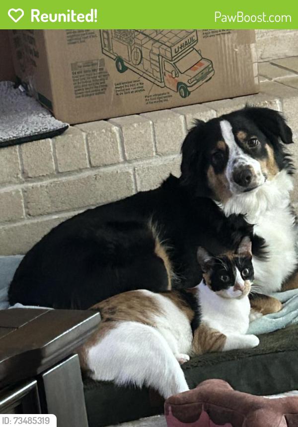 Reunited Female Cat last seen Spring Harvest and Rippling Fields, Houston, TX 77064