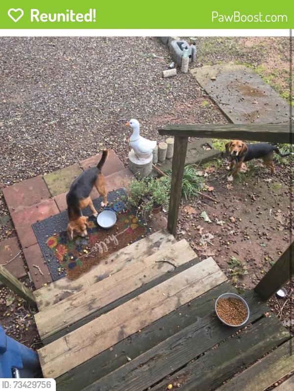 Reunited Male Dog last seen Bunker hill covered bridge, Claremont, NC 28610
