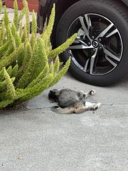 Found/Stray Unknown Cat last seen Silverlake drive, Sunnyvale, CA 94089