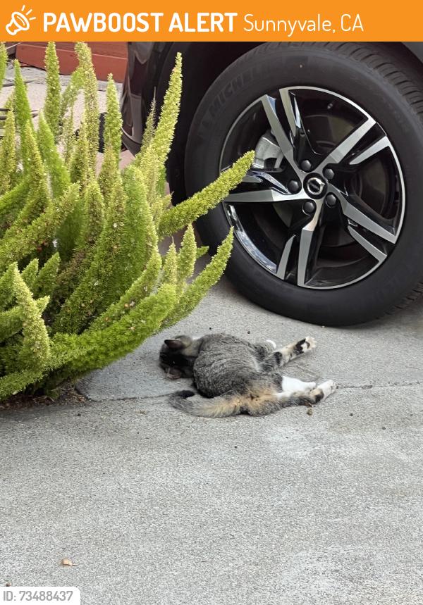 Found/Stray Unknown Cat last seen Silverlake drive, Sunnyvale, CA 94089