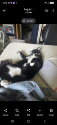 Lost Male Cat last seen Vista and targee, Boise, ID 83705