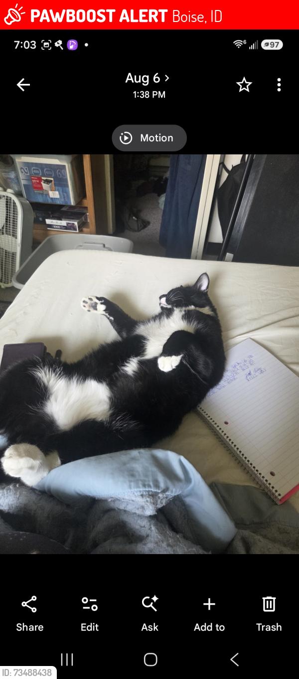Lost Male Cat last seen Vista and targee, Boise, ID 83705