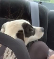 Reunited Female Dog last seen She was last seen in my yard at the address given off of morris creek road, Granite Falls, NC 28630