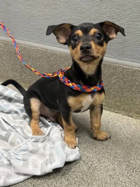 Shelter Stray Male Dog last seen Near BLOCK E TROPICANA AVE, LAS VEGAS NV 89109, 655 N Mojave Rd, Las Vegas, NV 89101, USA