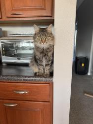 Lost Female Cat last seen Taco Bell, Lakewood Park, Morton, IL 61550