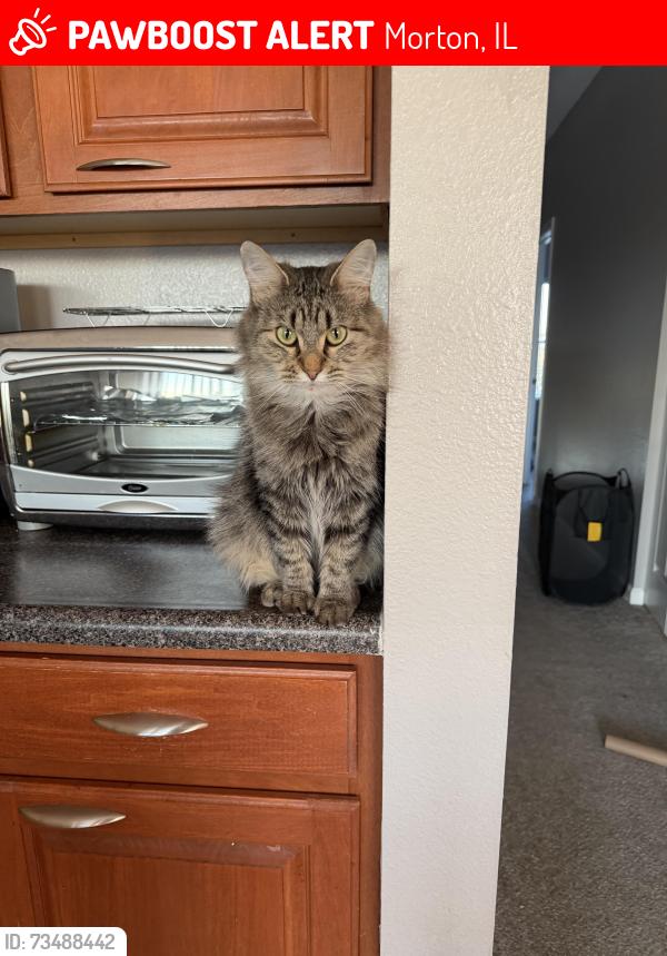 Lost Female Cat last seen Taco Bell, Lakewood Park, Morton, IL 61550