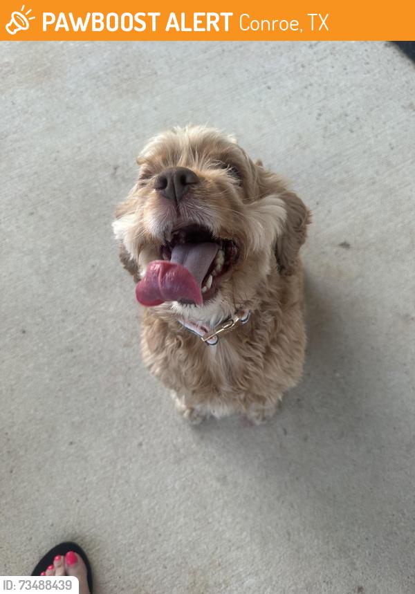 Found/Stray Female Dog last seen August Mist Court Conroe TX, Conroe, TX 77304