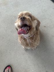 Found/Stray Female Dog last seen August Mist Court Conroe TX, Conroe, TX 77304