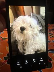 Lost Male Dog last seen Harlan and fourth, Lakewood, CO 80226