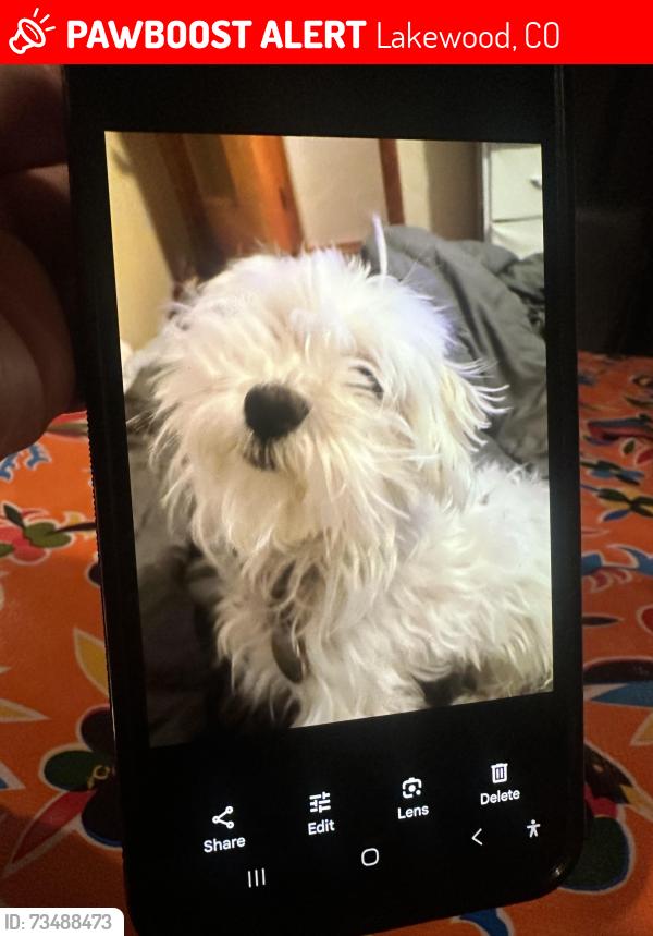 Lost Male Dog last seen Harlan and fourth, Lakewood, CO 80226