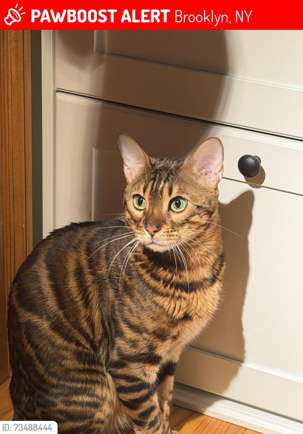Lost Male Cat last seen 2nd and 3rd ave, Brooklyn, NY 11220