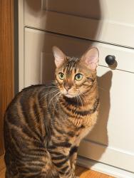 Lost Male Cat last seen 2nd and 3rd ave, Brooklyn, NY 11220