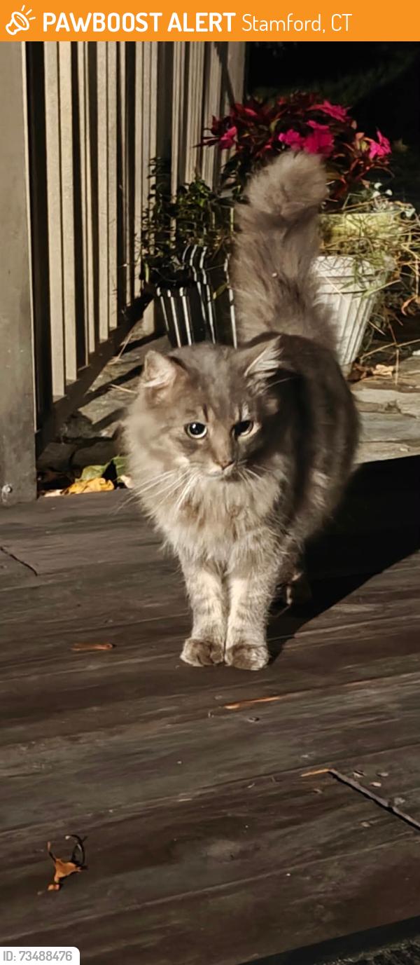 Found/Stray Unknown Cat last seen Long ridge road, Stamford, CT 06903