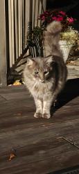 Found/Stray Unknown Cat last seen Long ridge road, Stamford, CT 06903