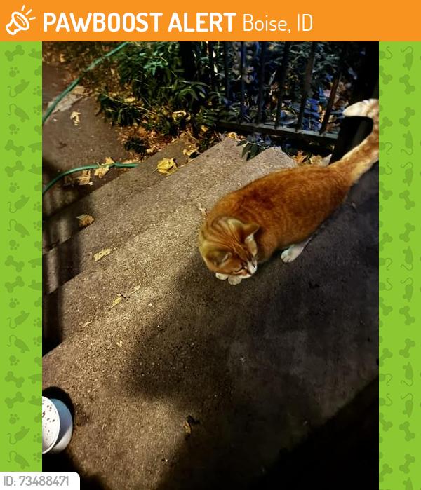 Found/Stray Male Cat last seen Howe and Longmont, Boise, ID 83706