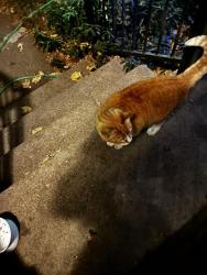 Found/Stray Male Cat last seen Howe and Longmont, Boise, ID 83706